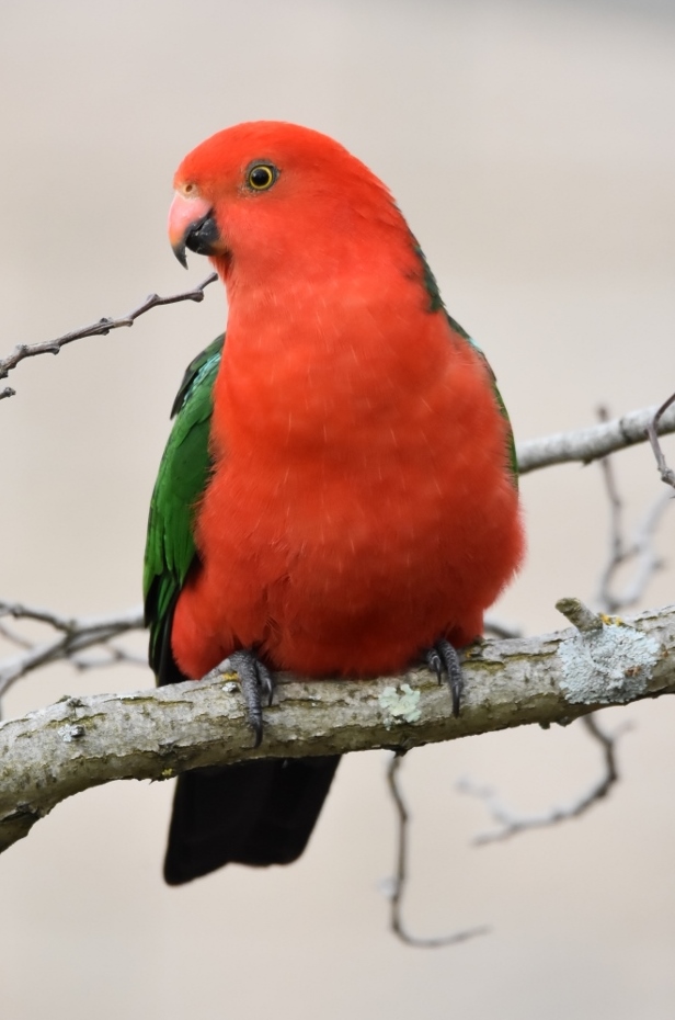 Australian King-Parrot (Image ID 26168)