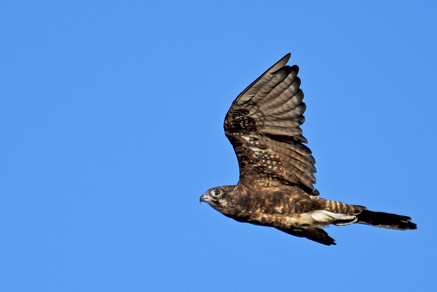 Brown Falcon (Image ID 26030)
