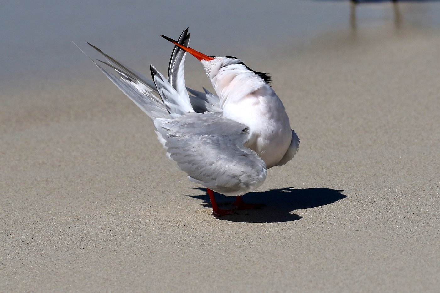 Roseate Tern (Image ID 25912)