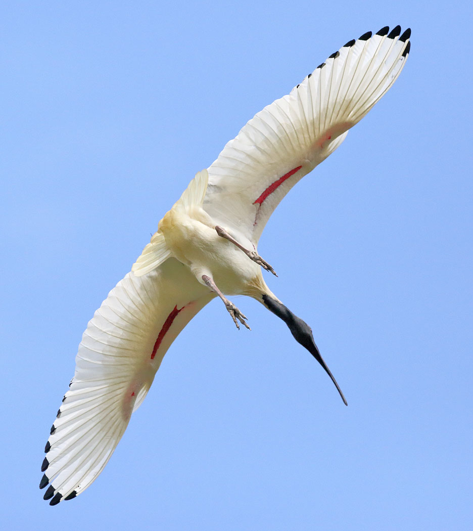 Australian White Ibis (Image ID 26265)
