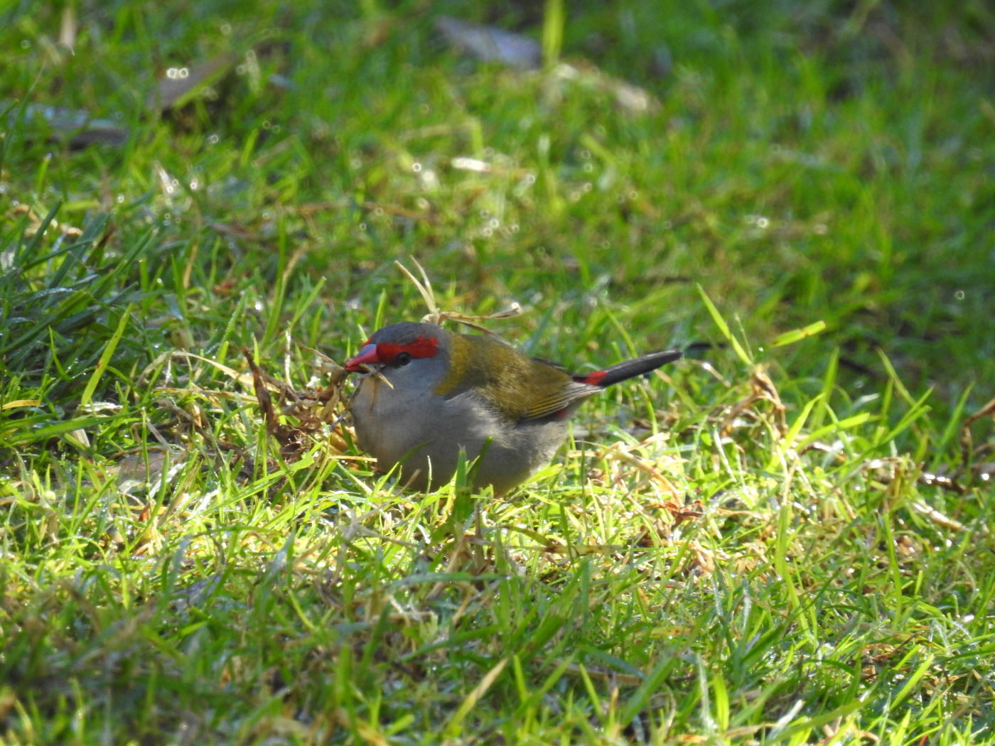 Red-browed Finch (Image ID 26145)