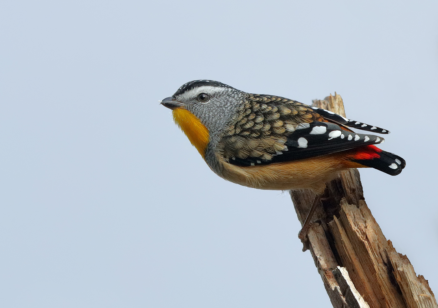 Spotted Pardalote (Image ID 25940)