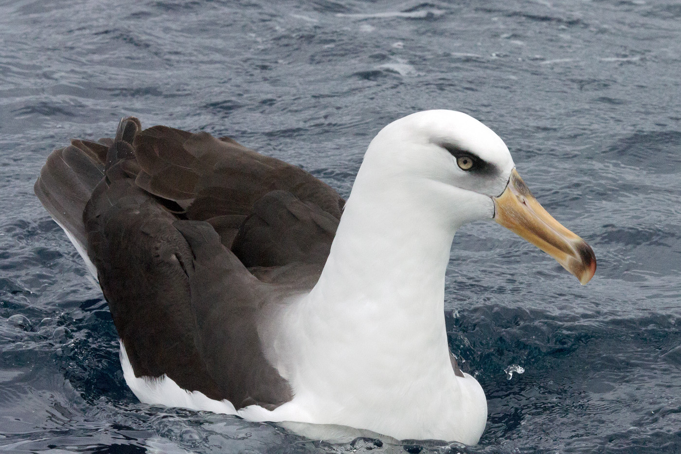 Campbell Albatross (Image ID 25976)