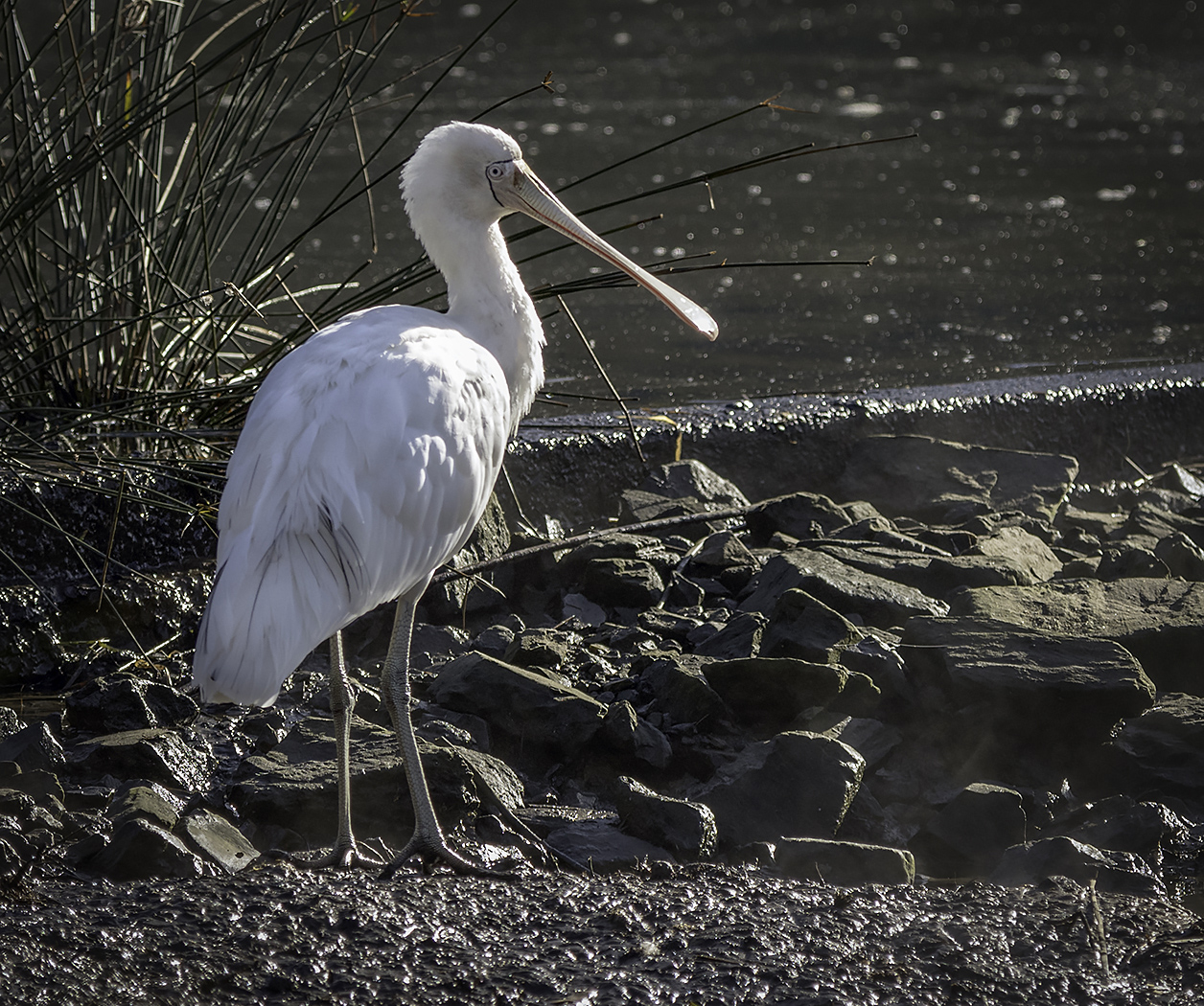 Yellow-billed Spoonbill (Image ID 26078)