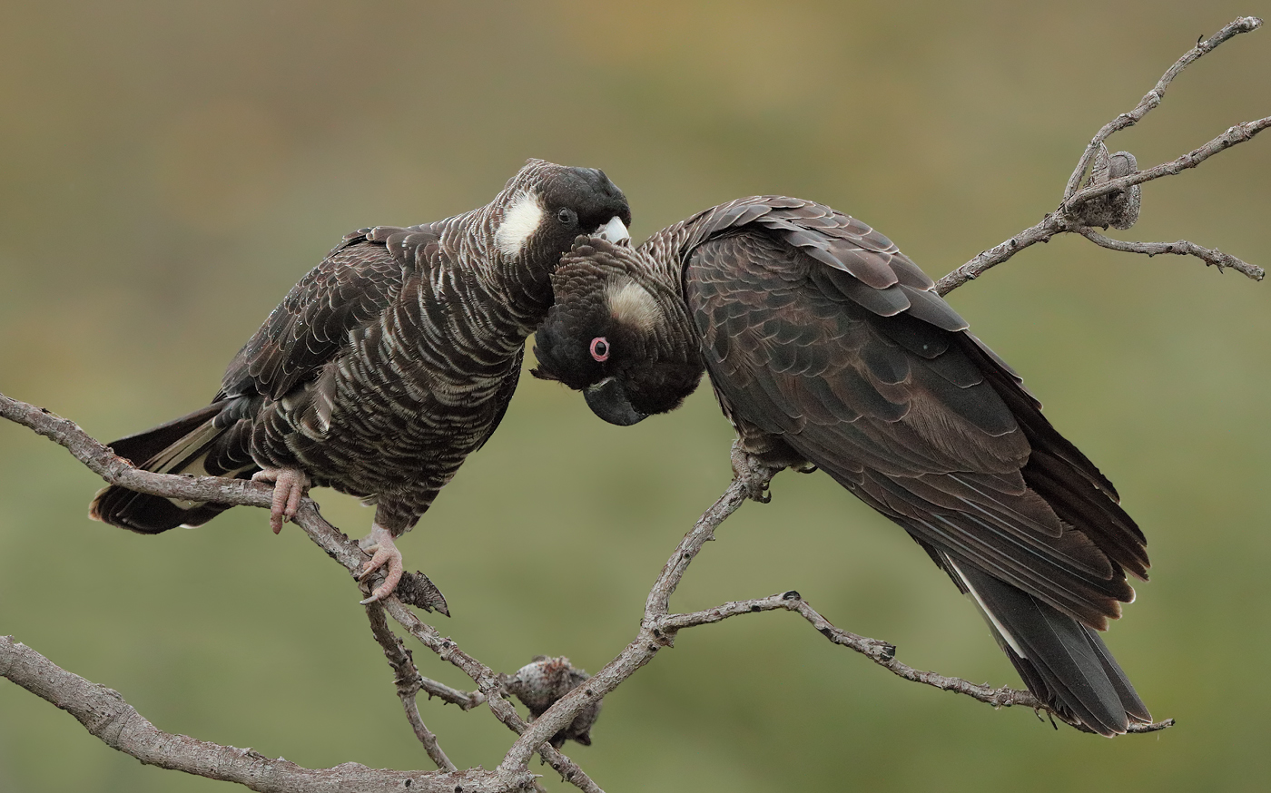 Carnaby's Black-Cockatoo (Image ID 26090)