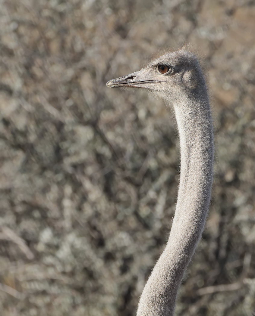 Ostrich (Image ID 26358)