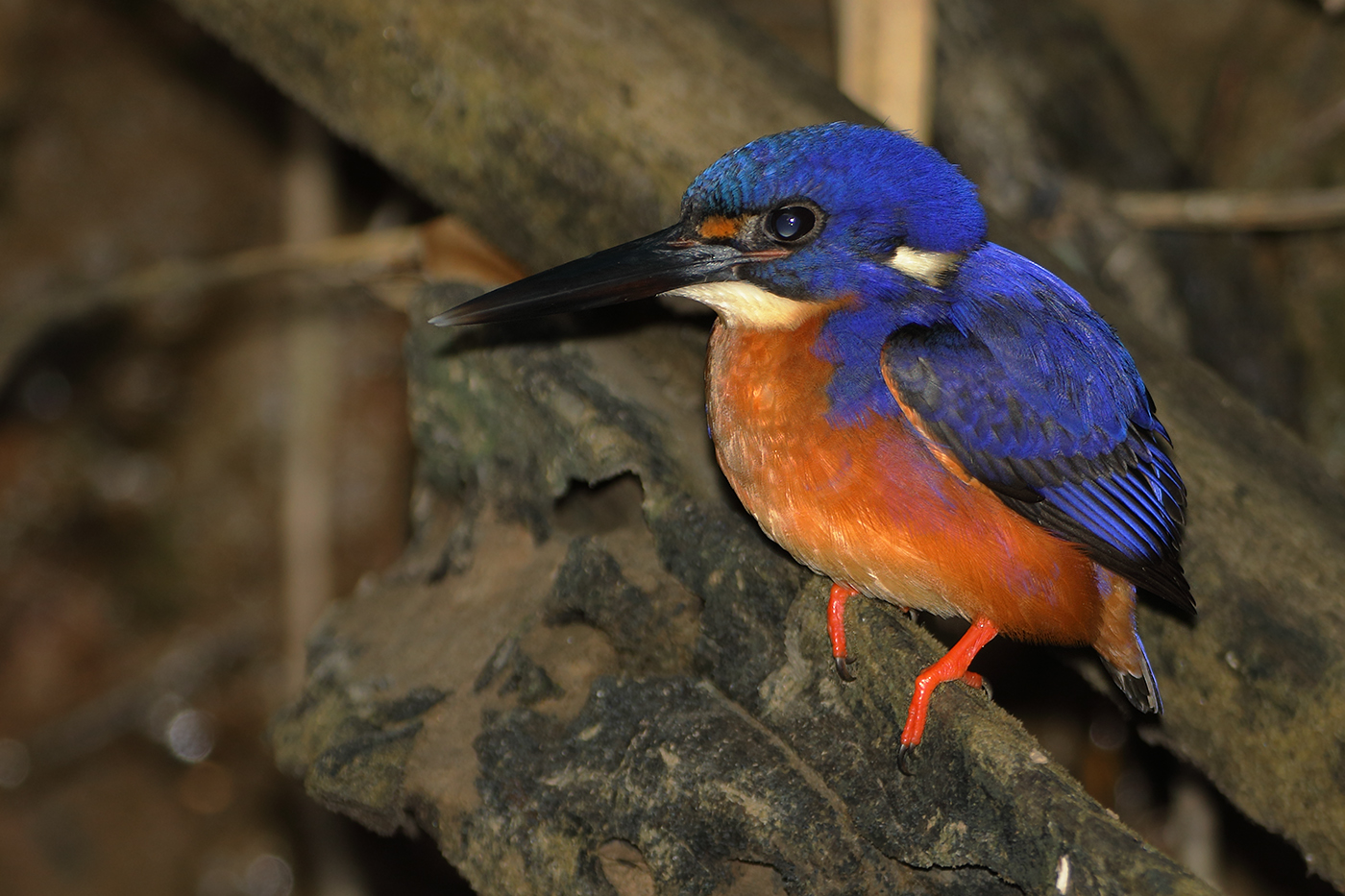 Azure Kingfisher (Image ID 26205)