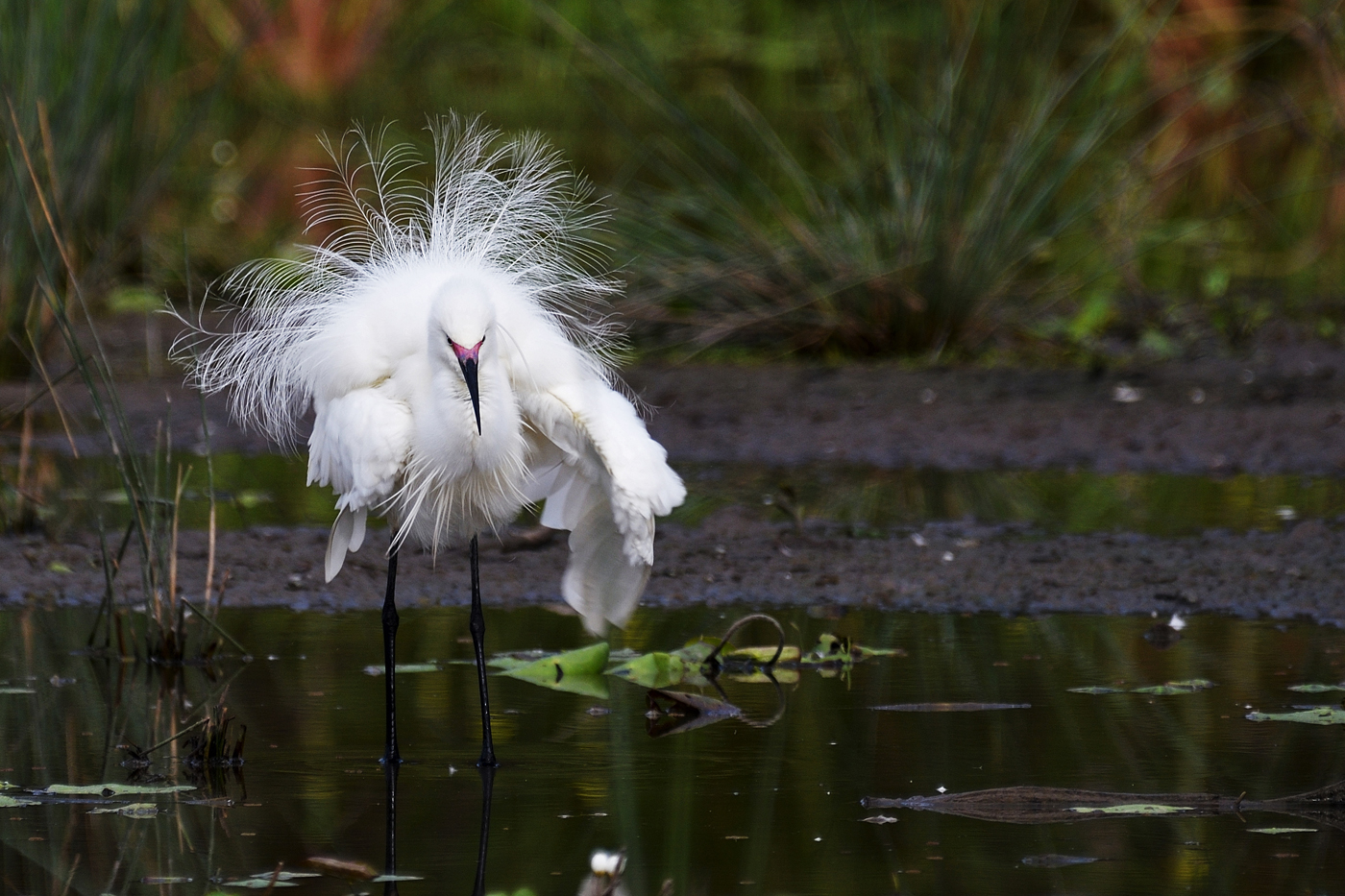 Little Egret (Image ID 26283)