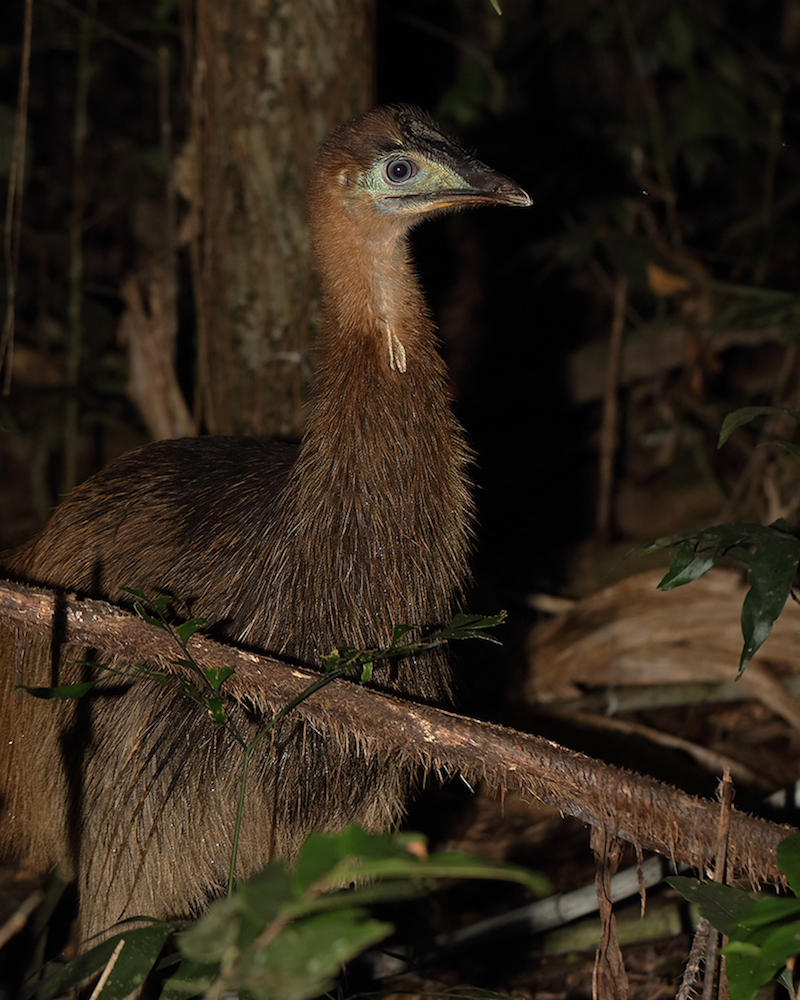 Southern Cassowary (Image ID 26234)