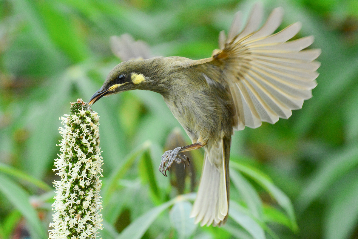 Yellow-spotted Honeyeater (Image ID 25937)