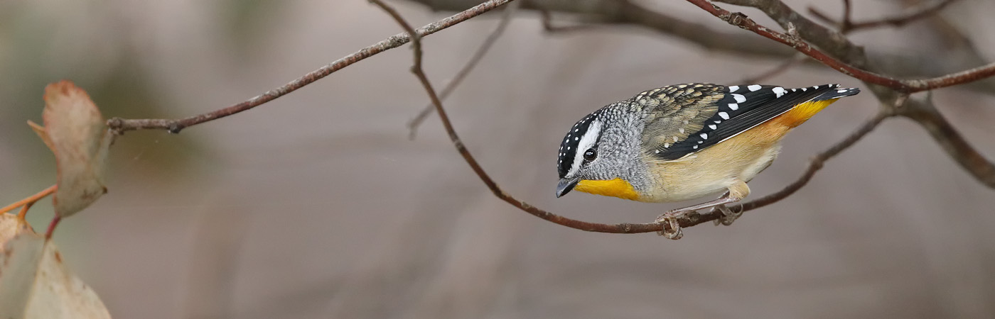 Spotted Pardalote (Image ID 25917)