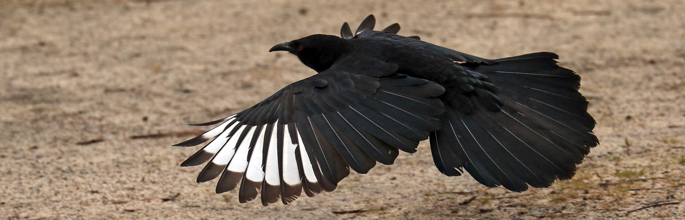 White-winged Chough (Image ID 26198)