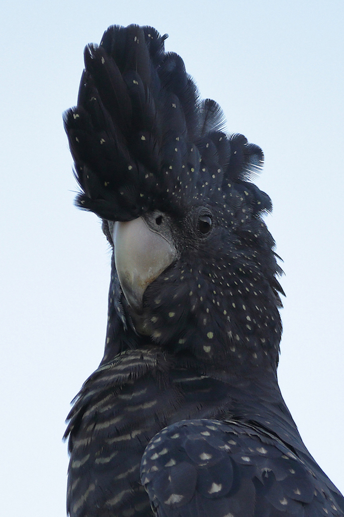 Red-tailed Black-Cockatoo (Image ID 26138)