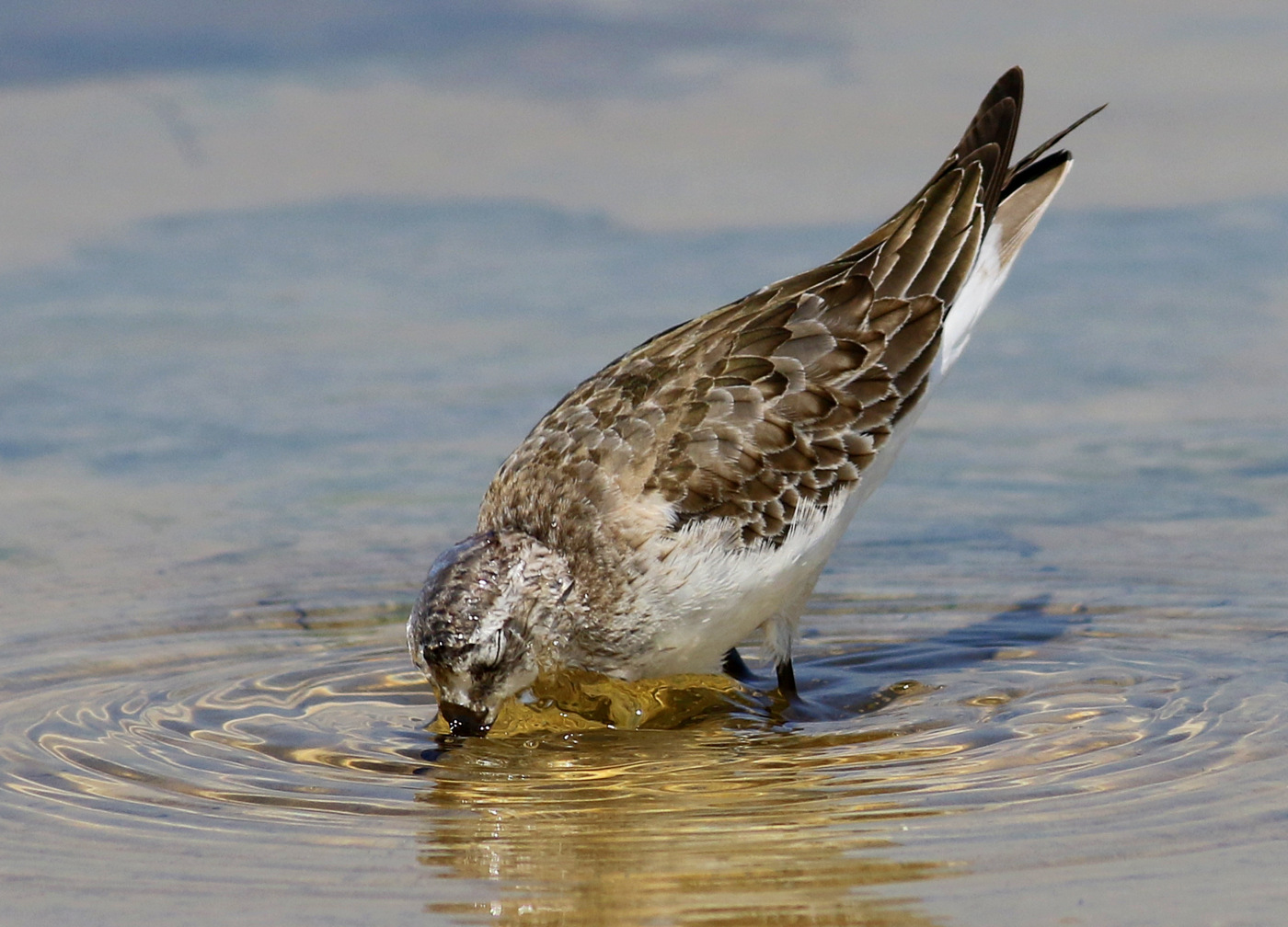 Red-necked Stint (Image ID 26749)
