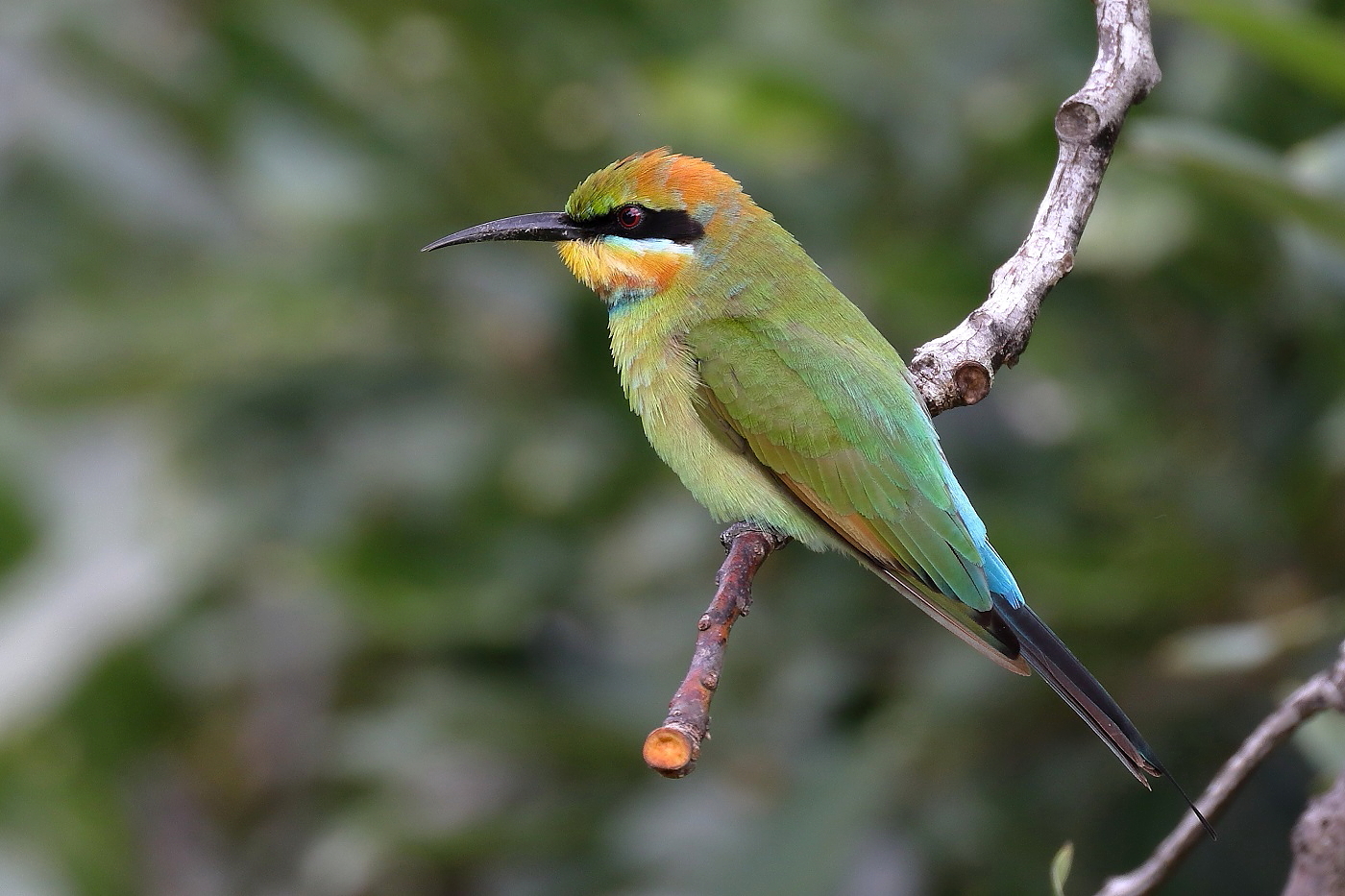 Rainbow Bee-eater (Image ID 26466)