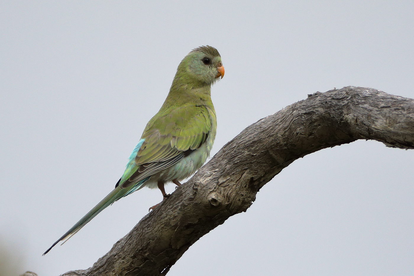 Golden-shouldered Parrot (Image ID 26412)