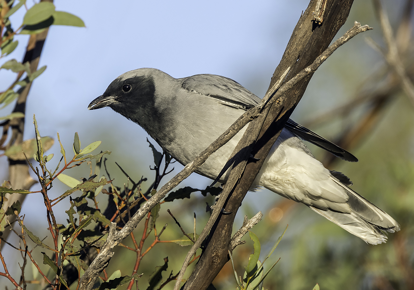 Black-faced Cuckoo-shrike (Image ID 26470)