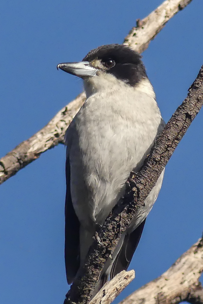 Grey Butcherbird (Image ID 26579)