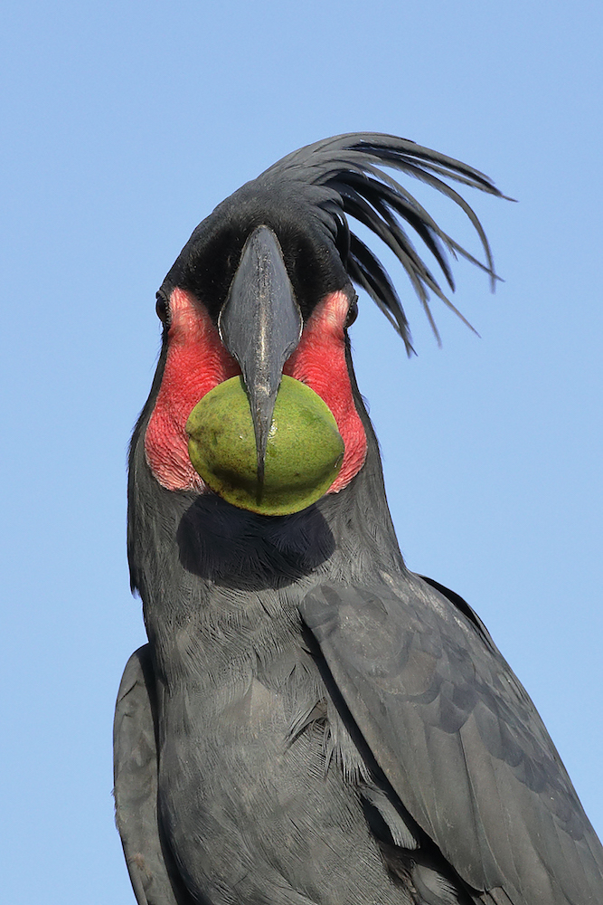 Palm Cockatoo (Image ID 26631)