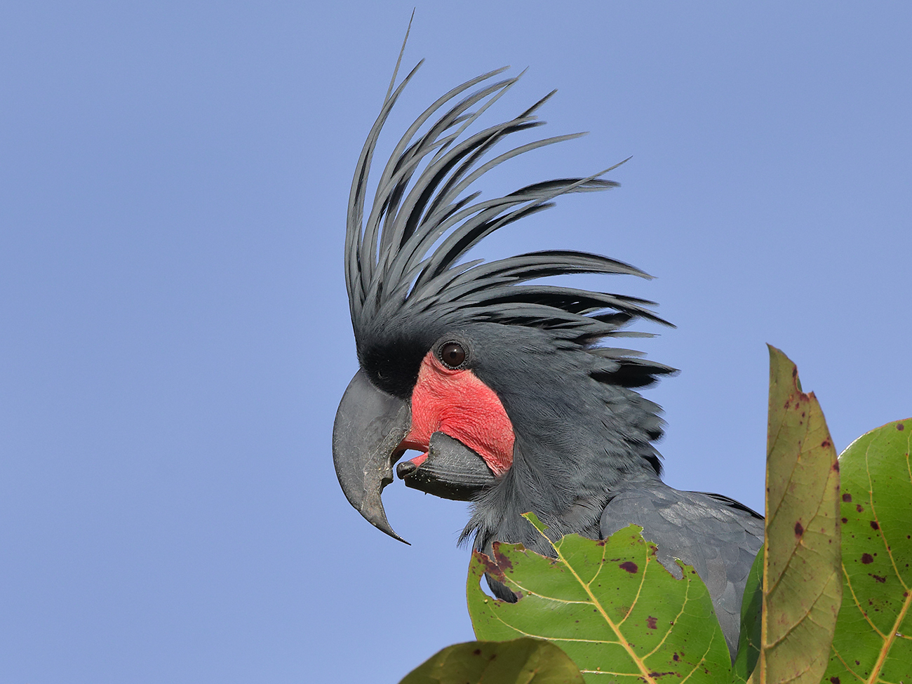 Palm Cockatoo (Image ID 26632)