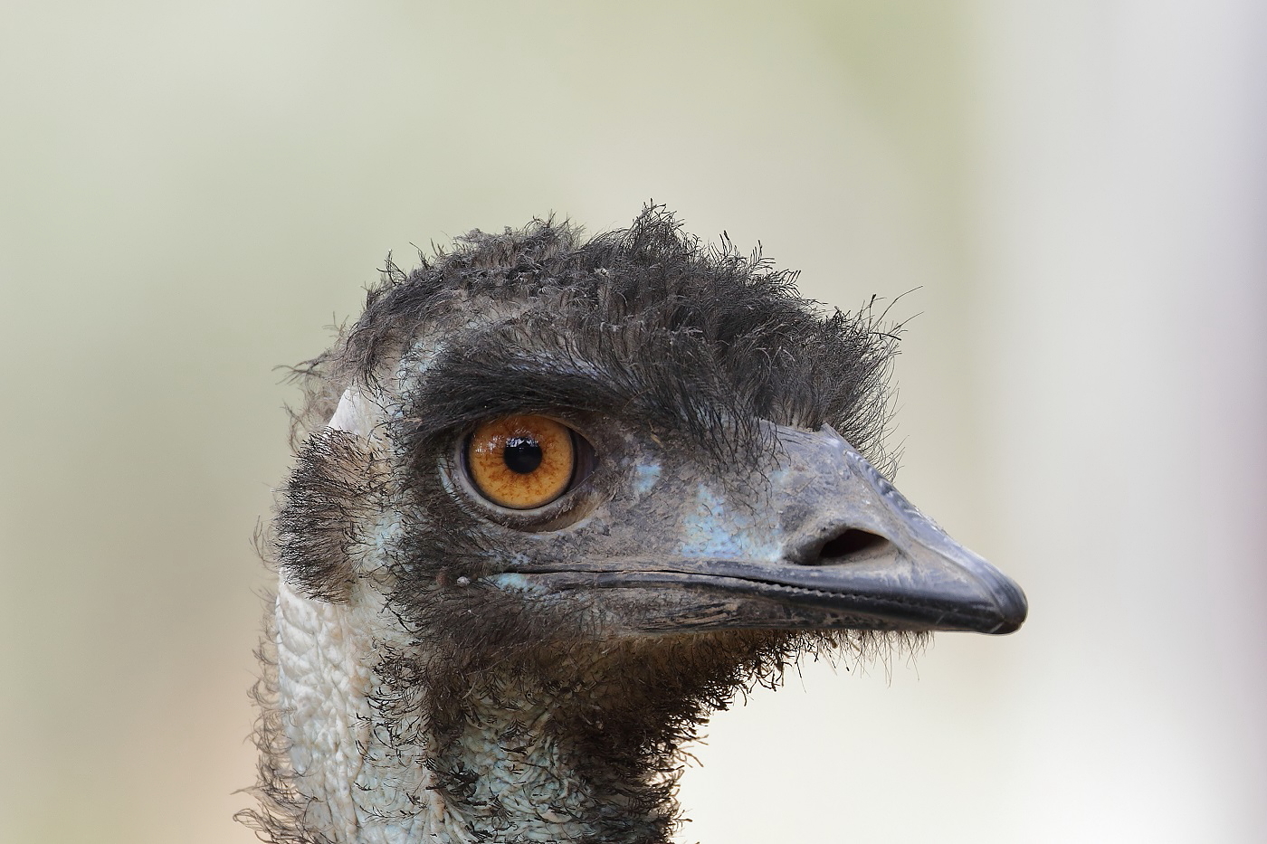 Emu (Image ID 26586)