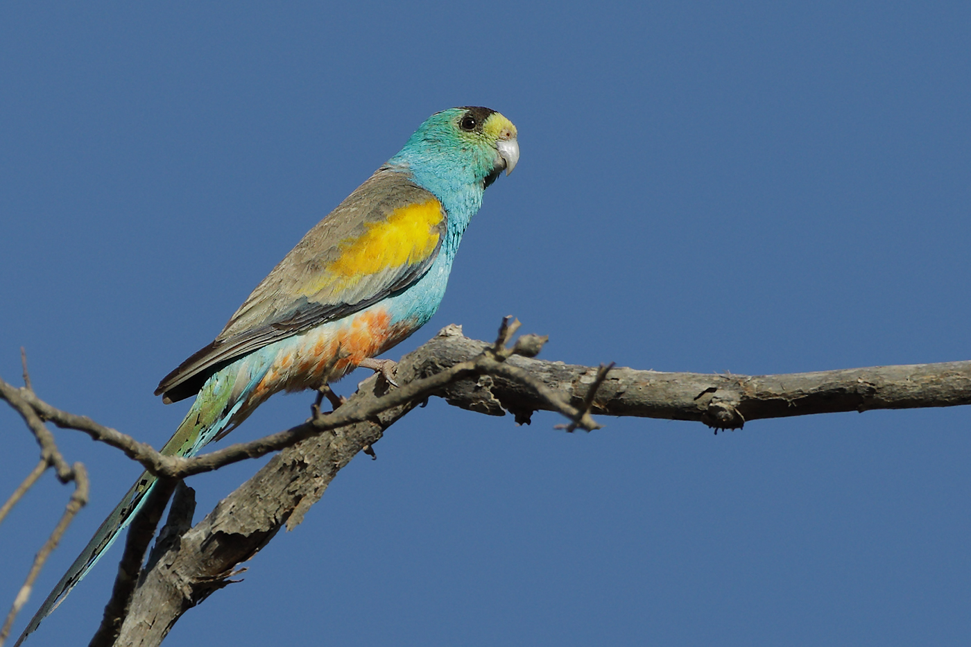 Golden-shouldered Parrot (Image ID 26411)
