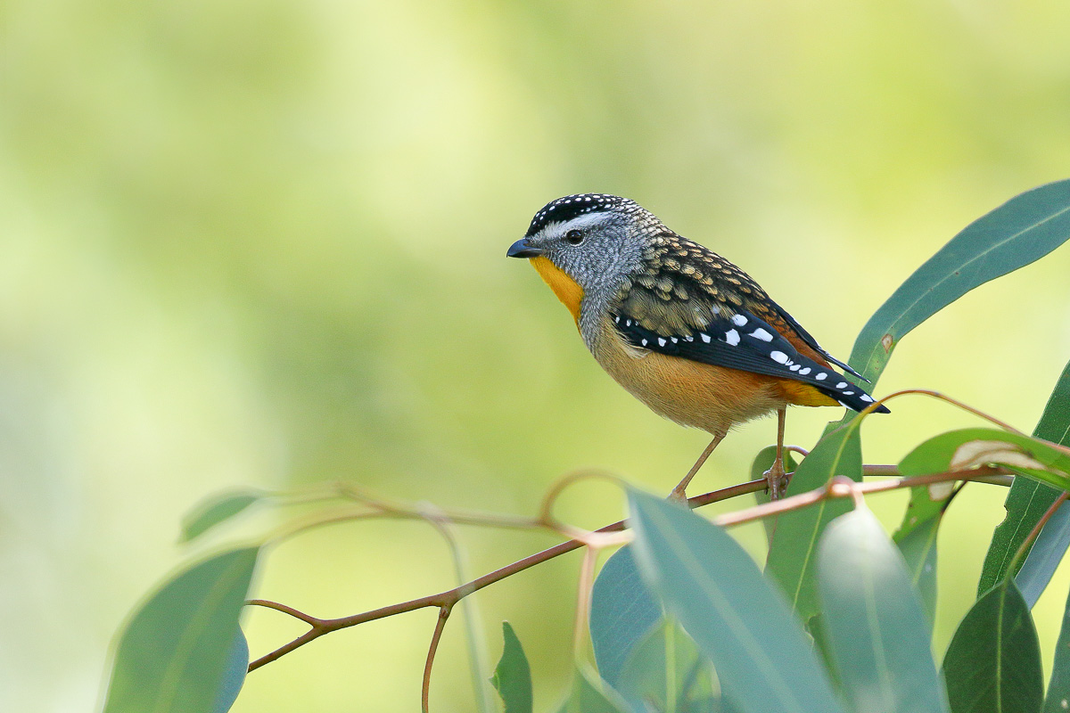 Spotted Pardalote (Image ID 26548)