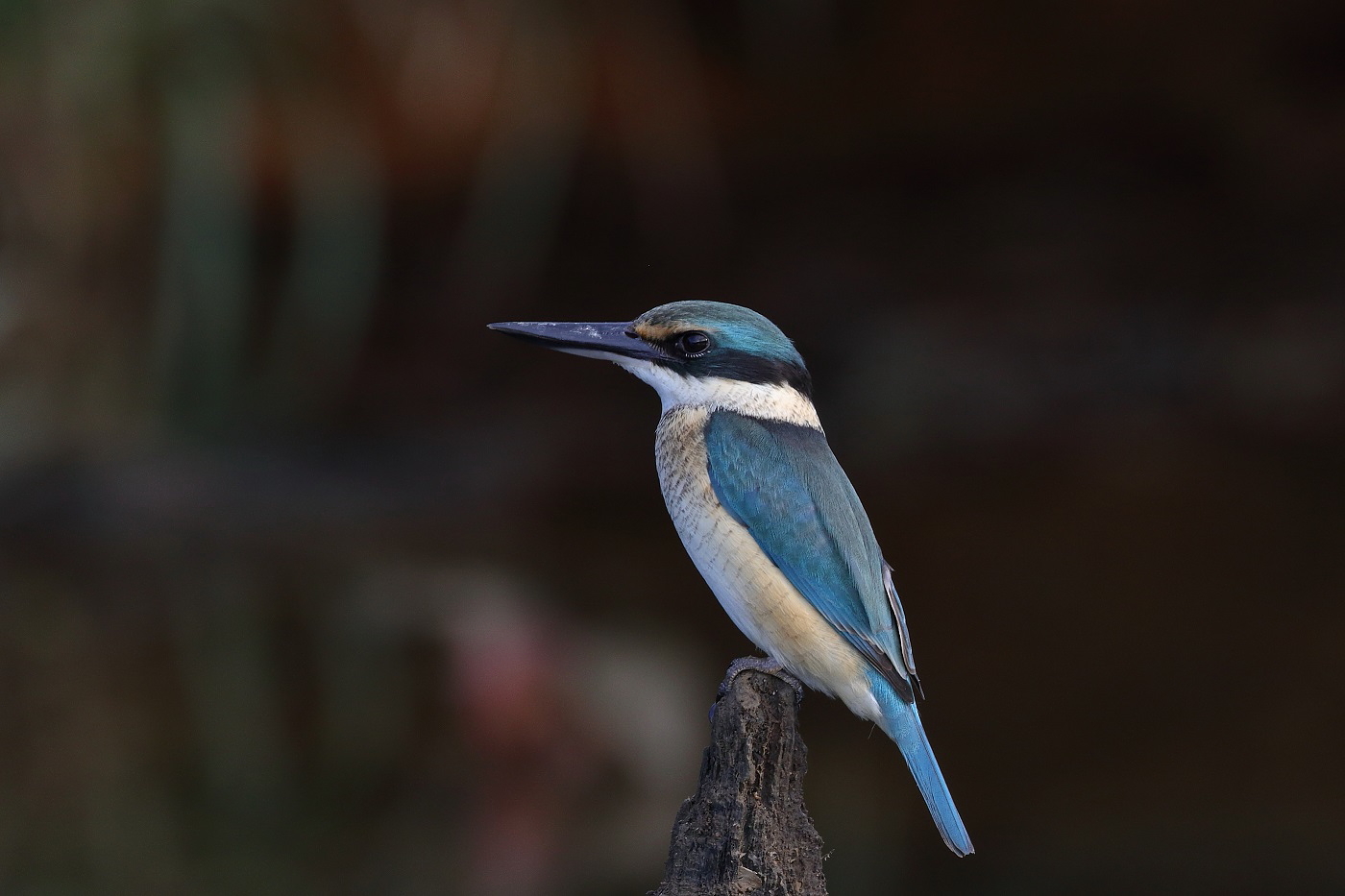 Sacred Kingfisher (Image ID 26468)