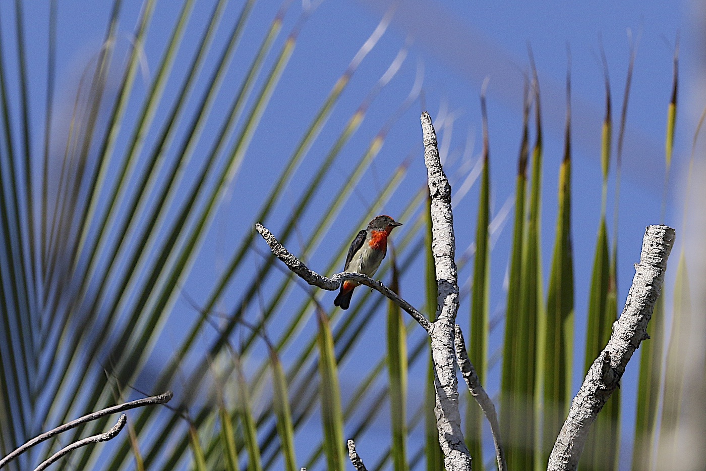 Red-capped Flowerpecker (Image ID 26512)