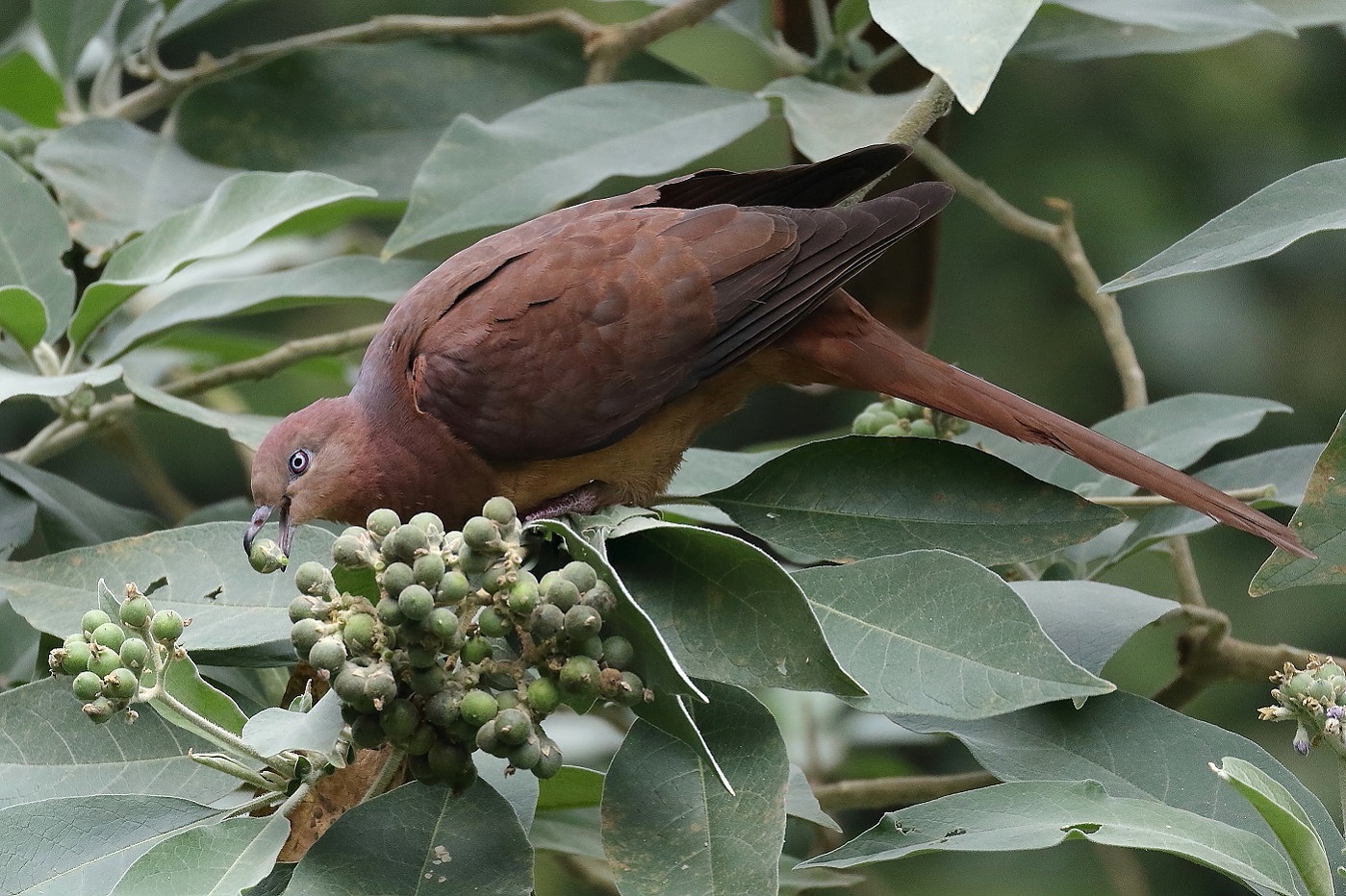 Brown Cuckoo-Dove (Image ID 26555)