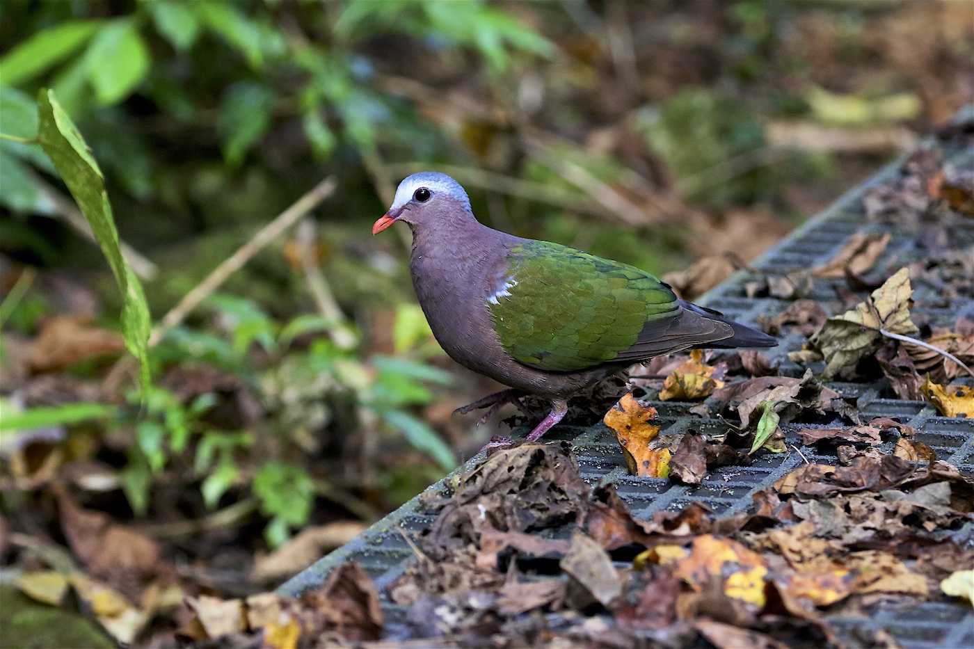 Grey-capped Emerald-Dove (Image ID 26487)