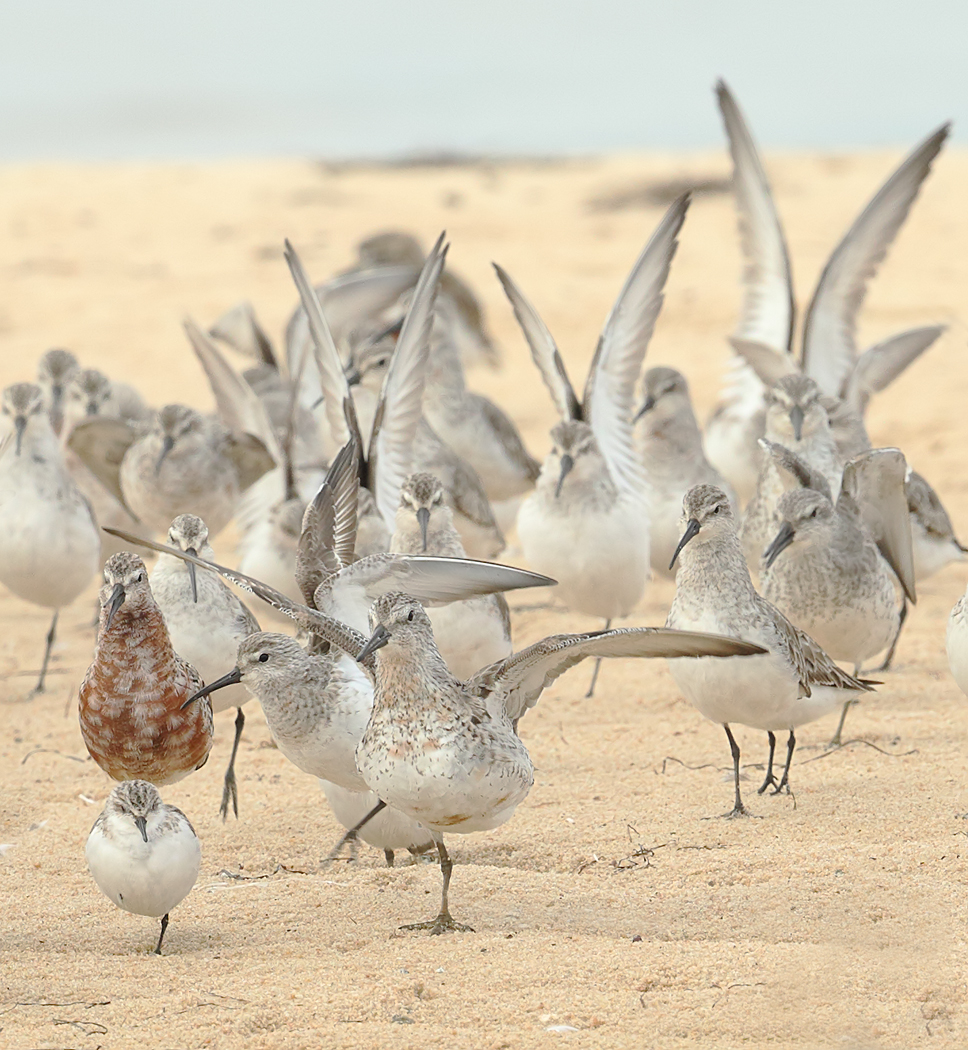 Red Knot,Curlew Sandpiper (Image ID 26475)