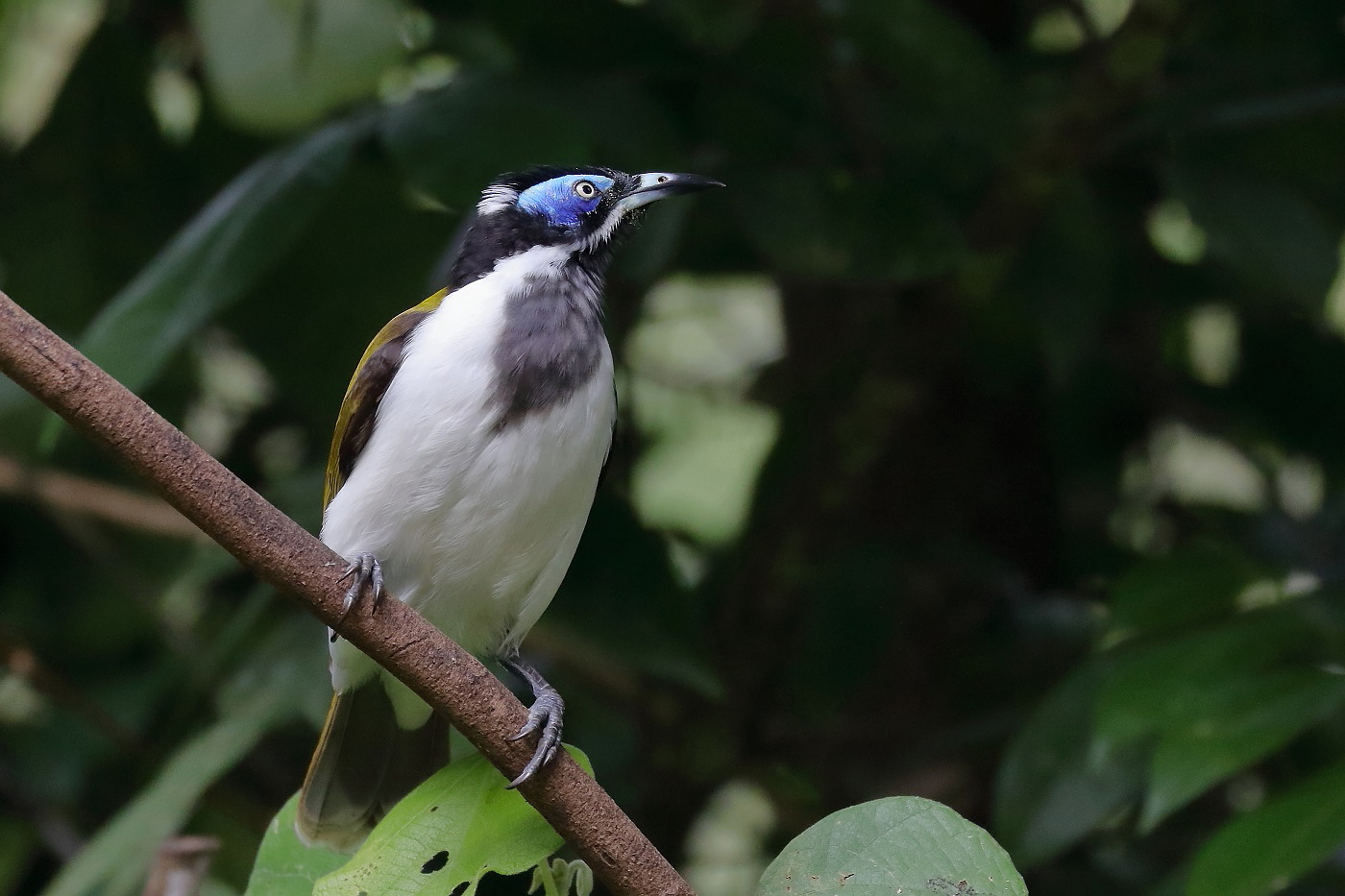 Blue-faced Honeyeater complex (Image ID 26709)