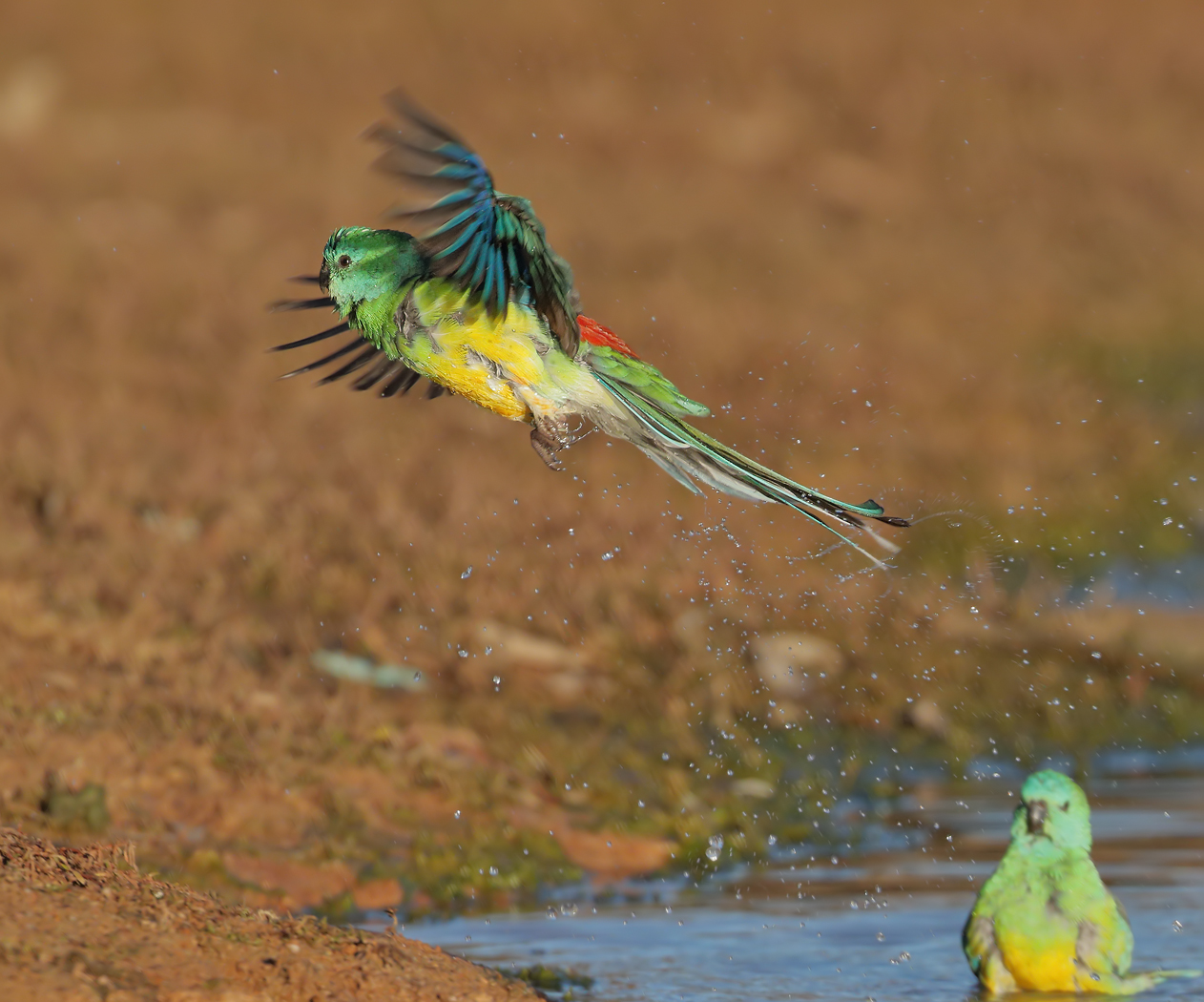 Red-rumped Parrot (Image ID 26654)