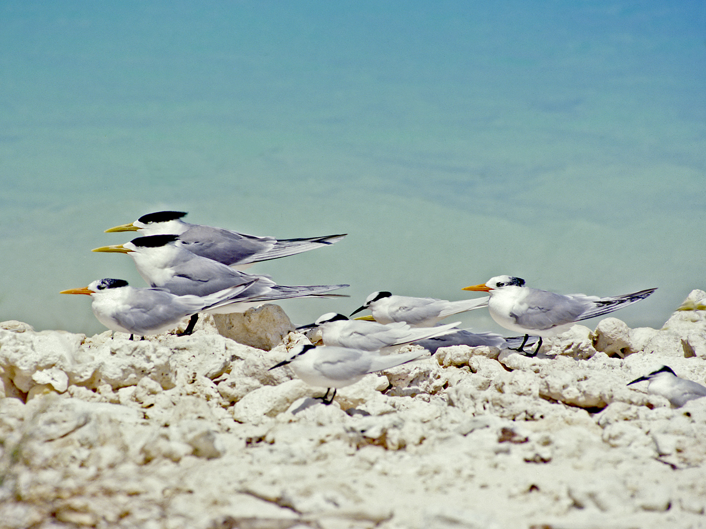 Black-naped Tern,Lesser Crested Tern,Greater Crested Tern (Image ID 26571)