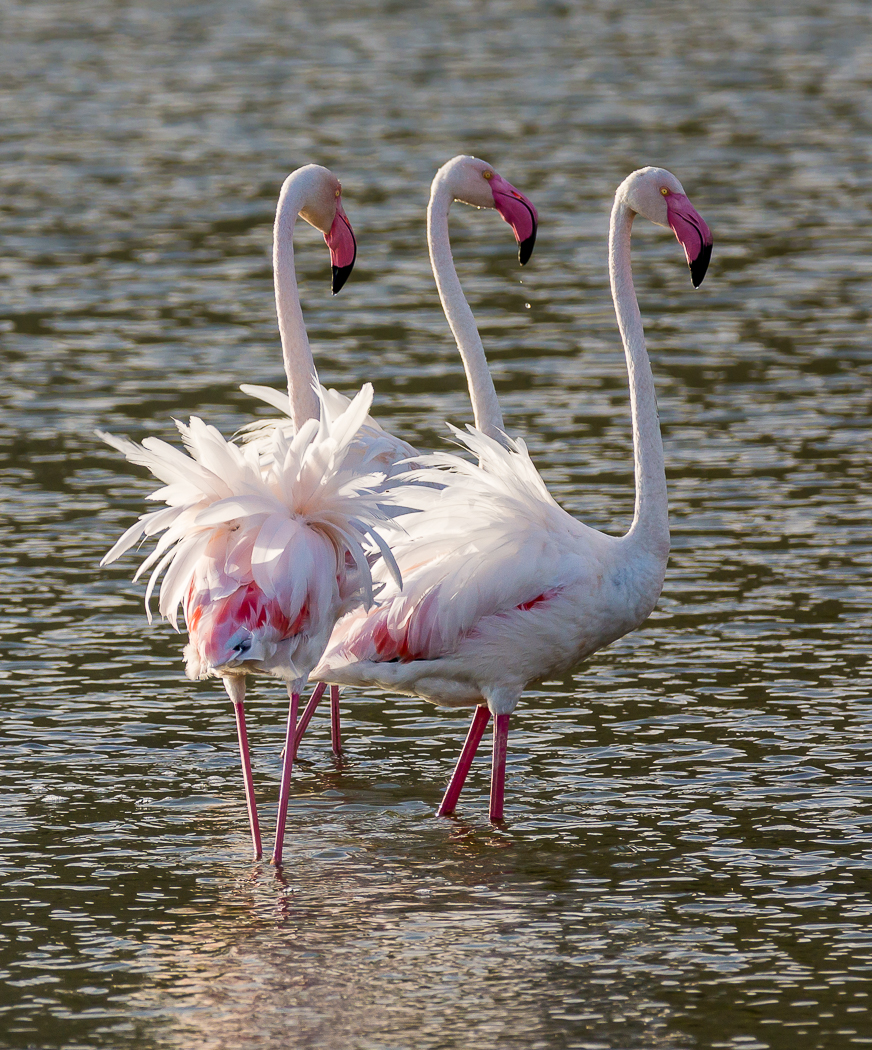 Greater Flamingo (Image ID 26547)