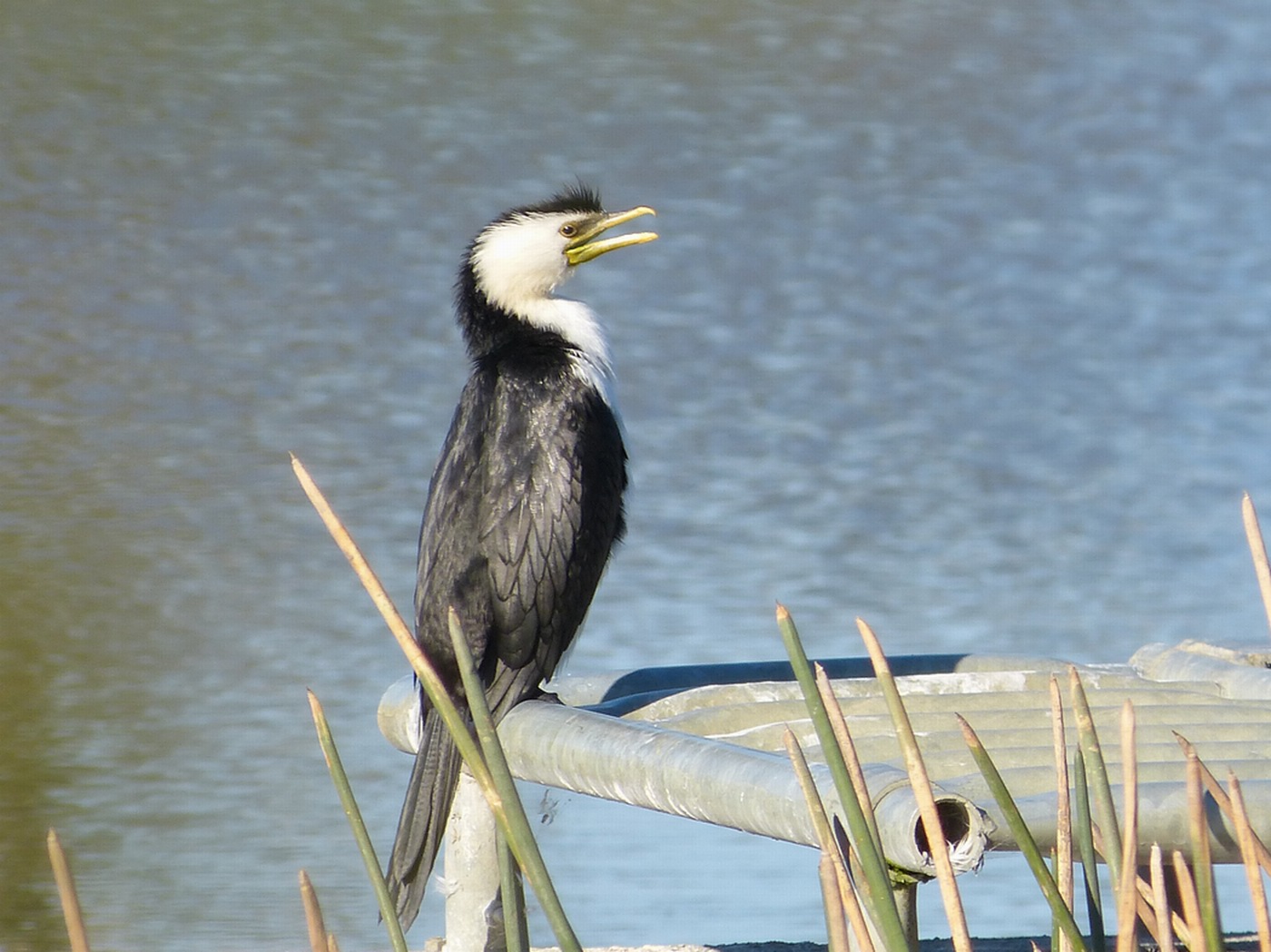 Little Pied Cormorant (Image ID 26559)