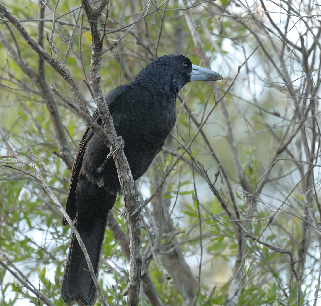 Black Butcherbird (Image ID 26717)