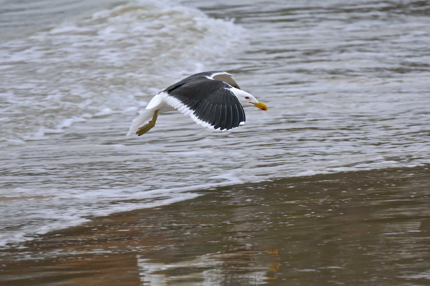 Kelp Gull (Image ID 26628)