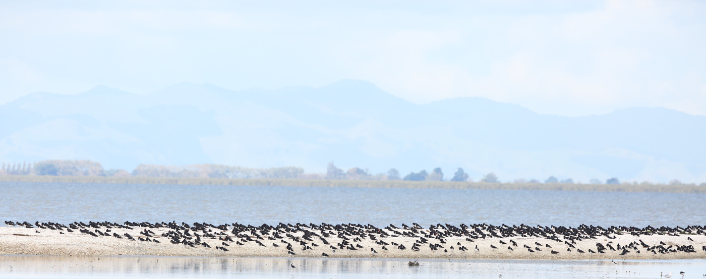 South Island Pied Oystercatcher (Image ID 26499)