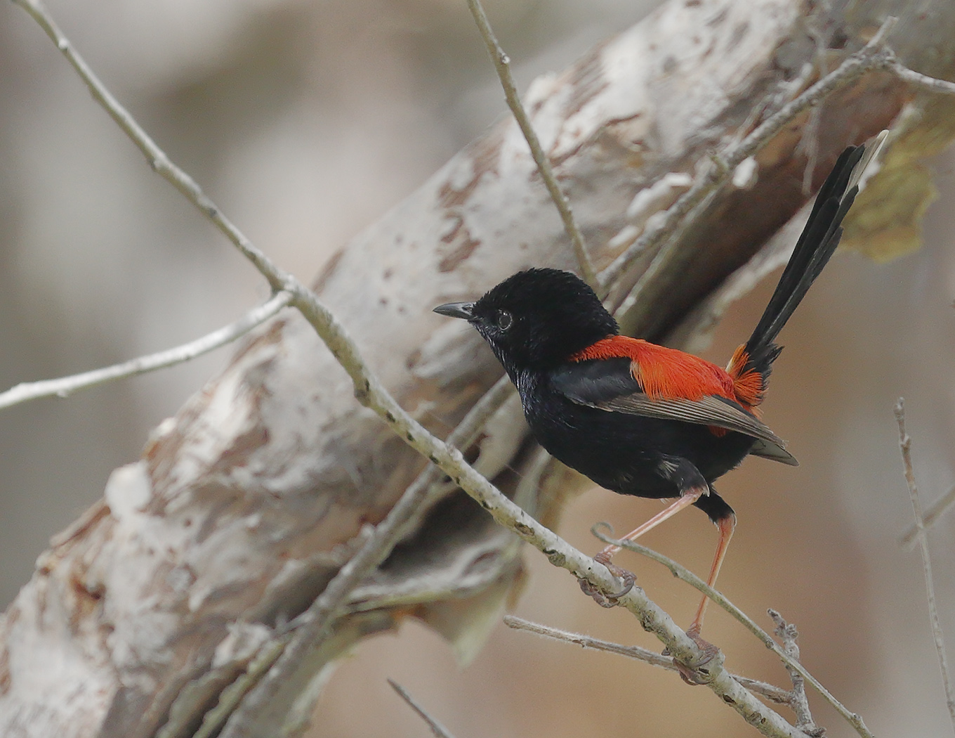 Red-backed Fairy-wren (Image ID 26698)