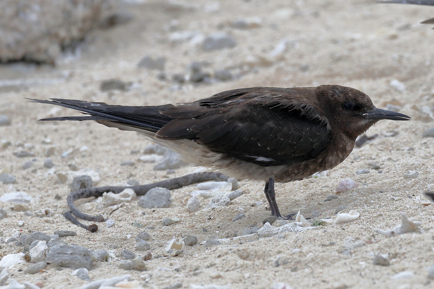 Sooty Tern (Image ID 26681)