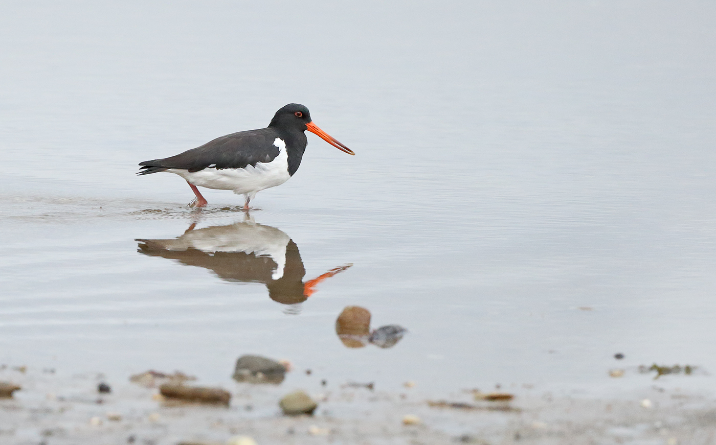 South Island Pied Oystercatcher (Image ID 26498)