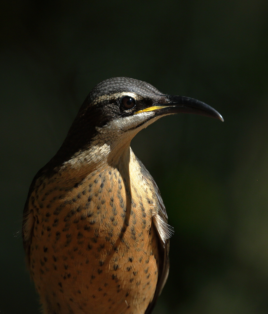 Victoria's Riflebird (Image ID 26657)