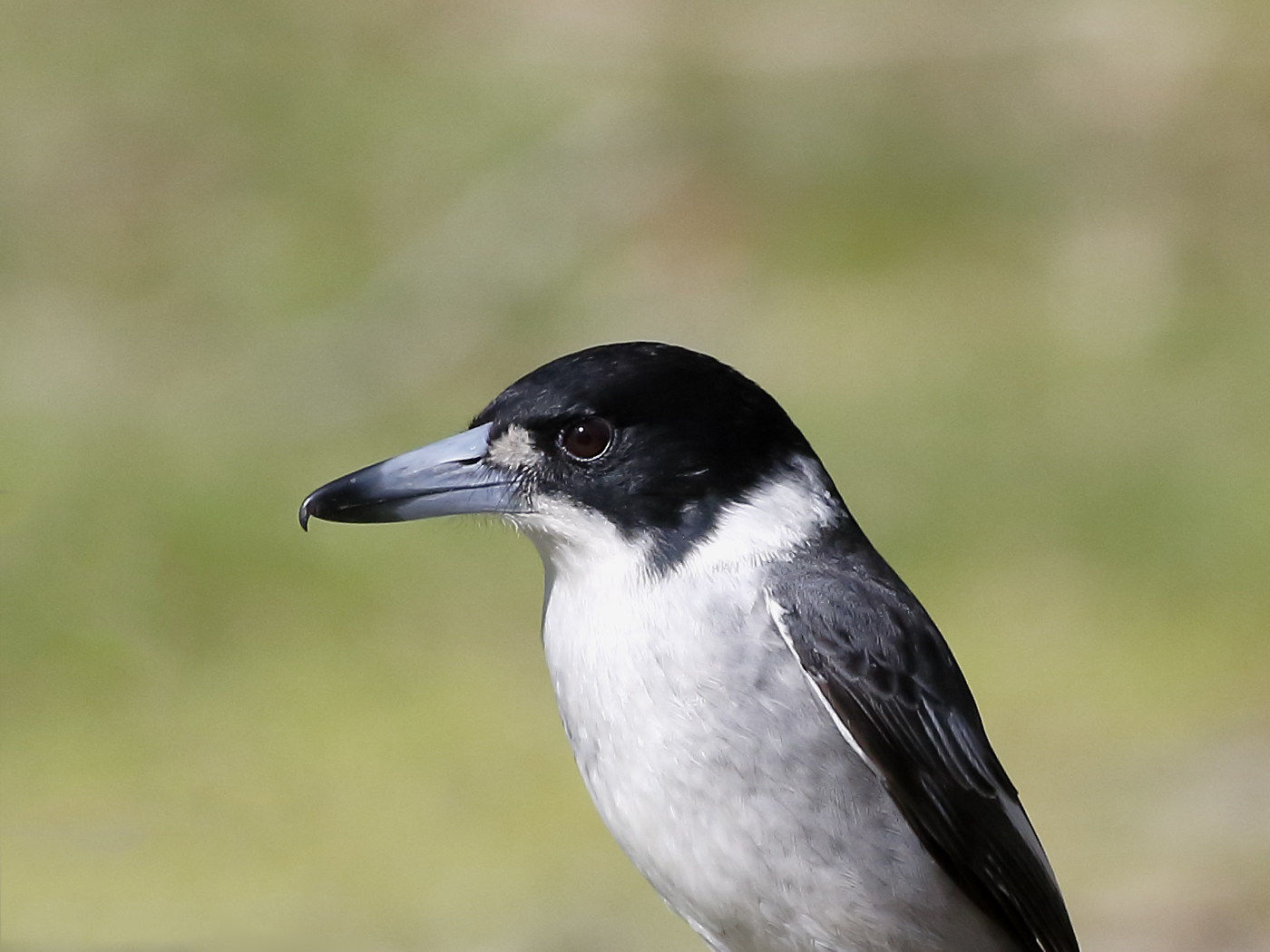 Grey Butcherbird (Image ID 26963)