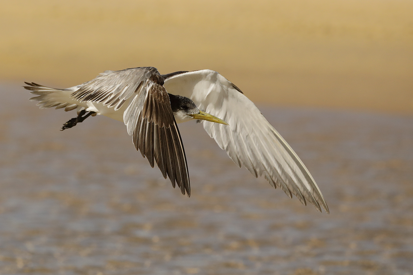 Greater Crested Tern (Image ID 27093)