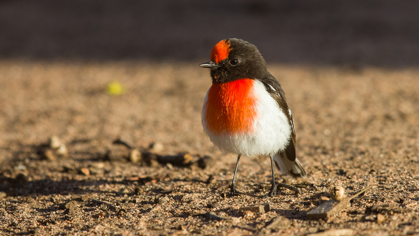 Red-capped Robin (Image ID 27035)
