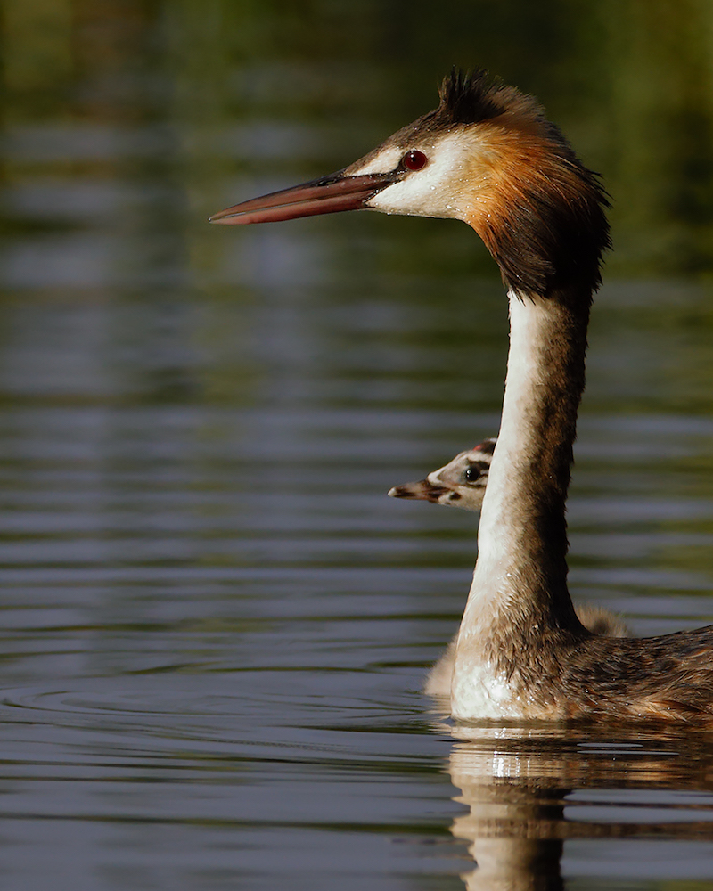 Great Crested Grebe (Image ID 27040)