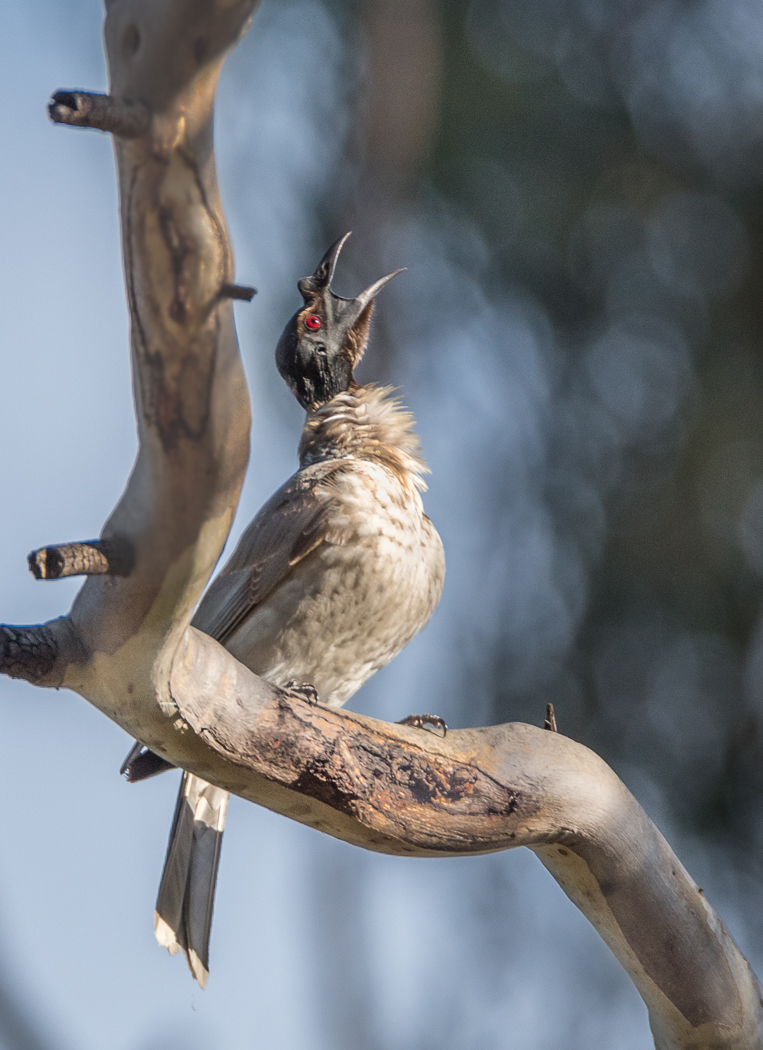 Noisy Friarbird (Image ID 27072)