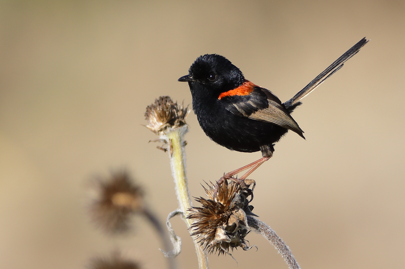 Red-backed Fairy-wren (Image ID 27138)